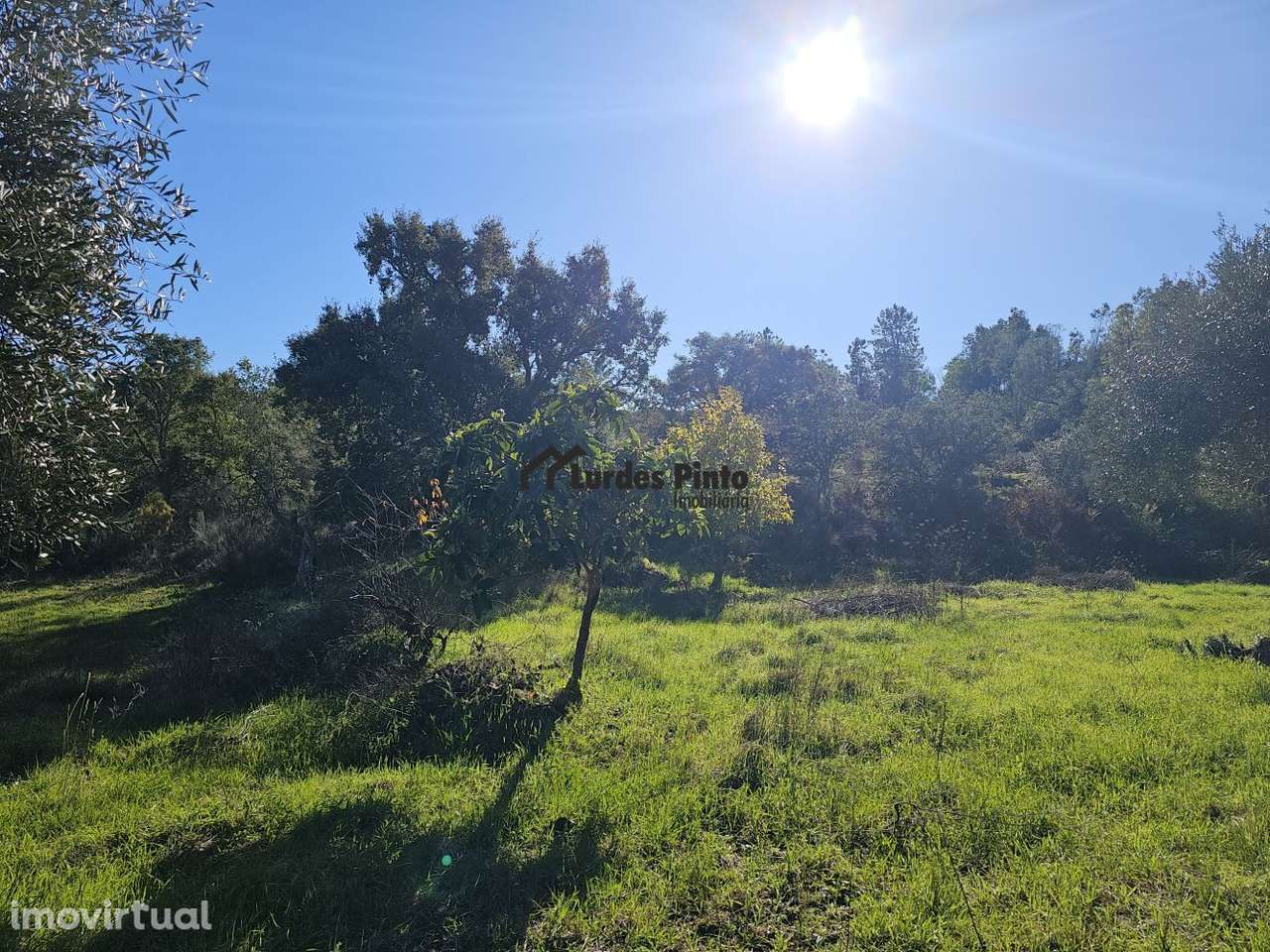 Quinta com olival e arrecadação - Grande imagem: 4/20