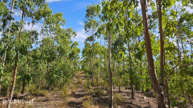Terreno Rústico com 43 Hectares em Nisa, Portalegre - Grande imagem: 4/12