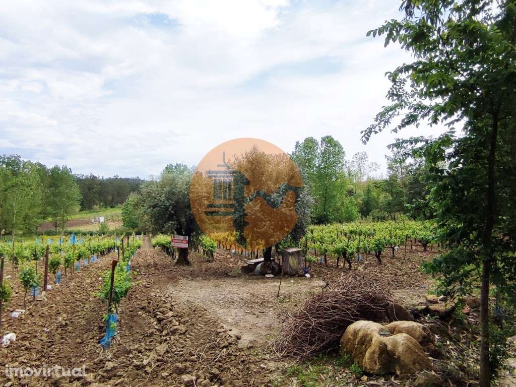 Terreno Rustico com Vinha, Floresta e Olival para venda em Castelos - Grande imagem: 2/36
