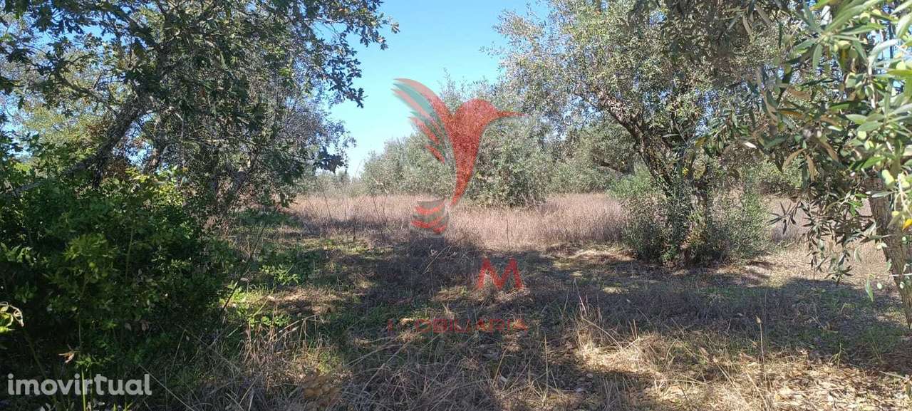 Terreno rústico em Cabeço de Arez - Nisa - Grande imagem: 4/4