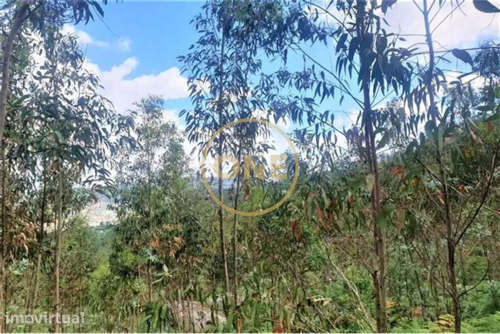 Terreno Florestal em Vale (São Martinho) - Grande imagem: 2/6