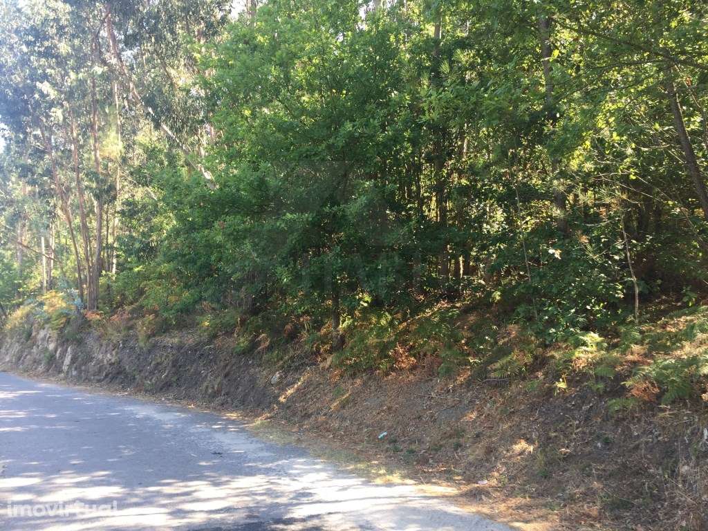 Terreno c/ 6.000 m2 (5 bouças). - Grande imagem: 5/5