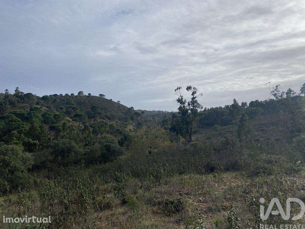 Terreno Agrícola em São Brás de Alportel - Grande imagem: 2/14