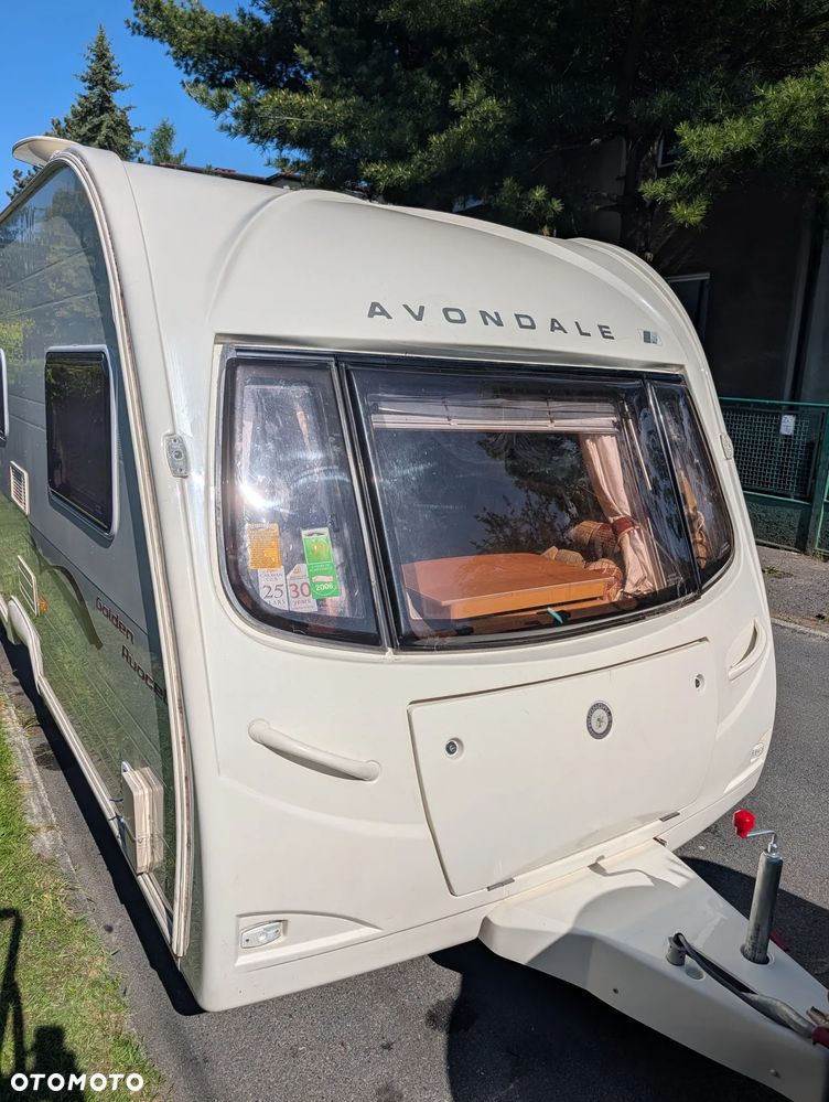 Avondale Golden Avocet - 4