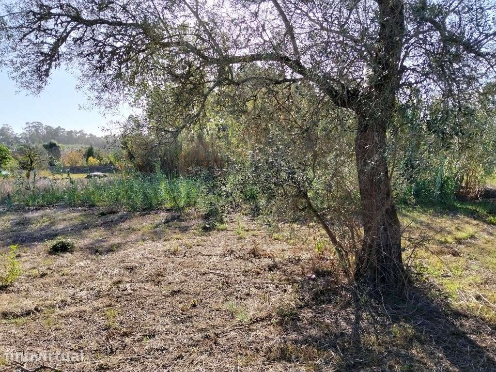 Terreno urbano com 16.5m de frente - Vagos - Grande imagem: 5/14