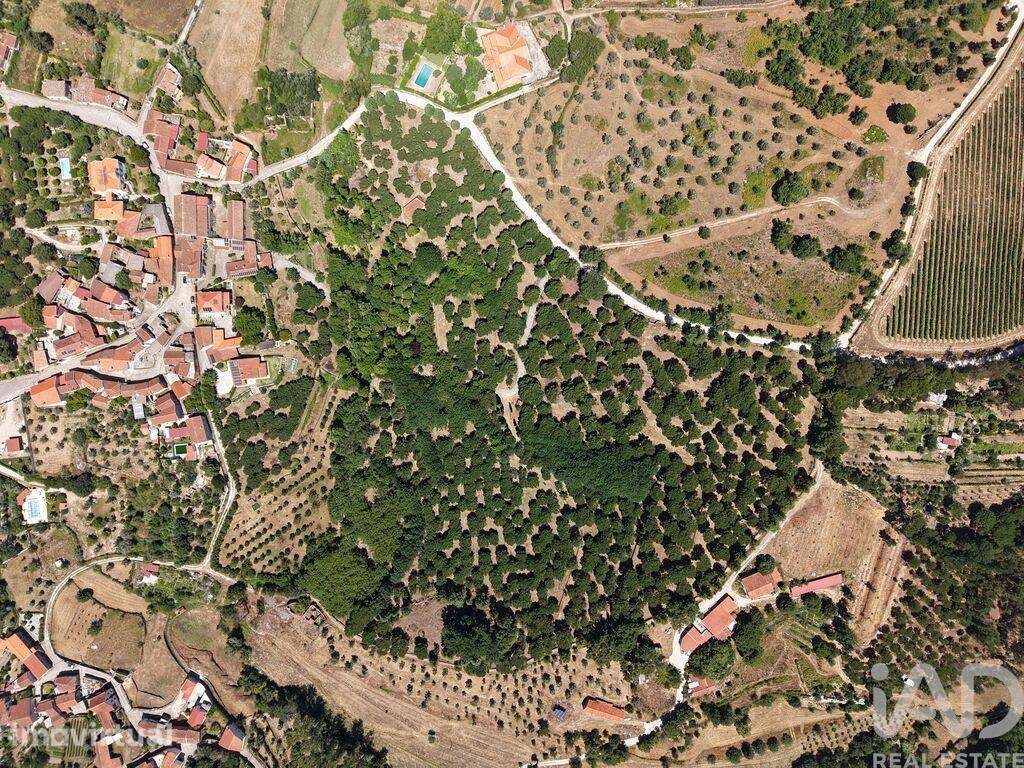 Terreno em Carregal do Sal - Grande imagem: 2/17