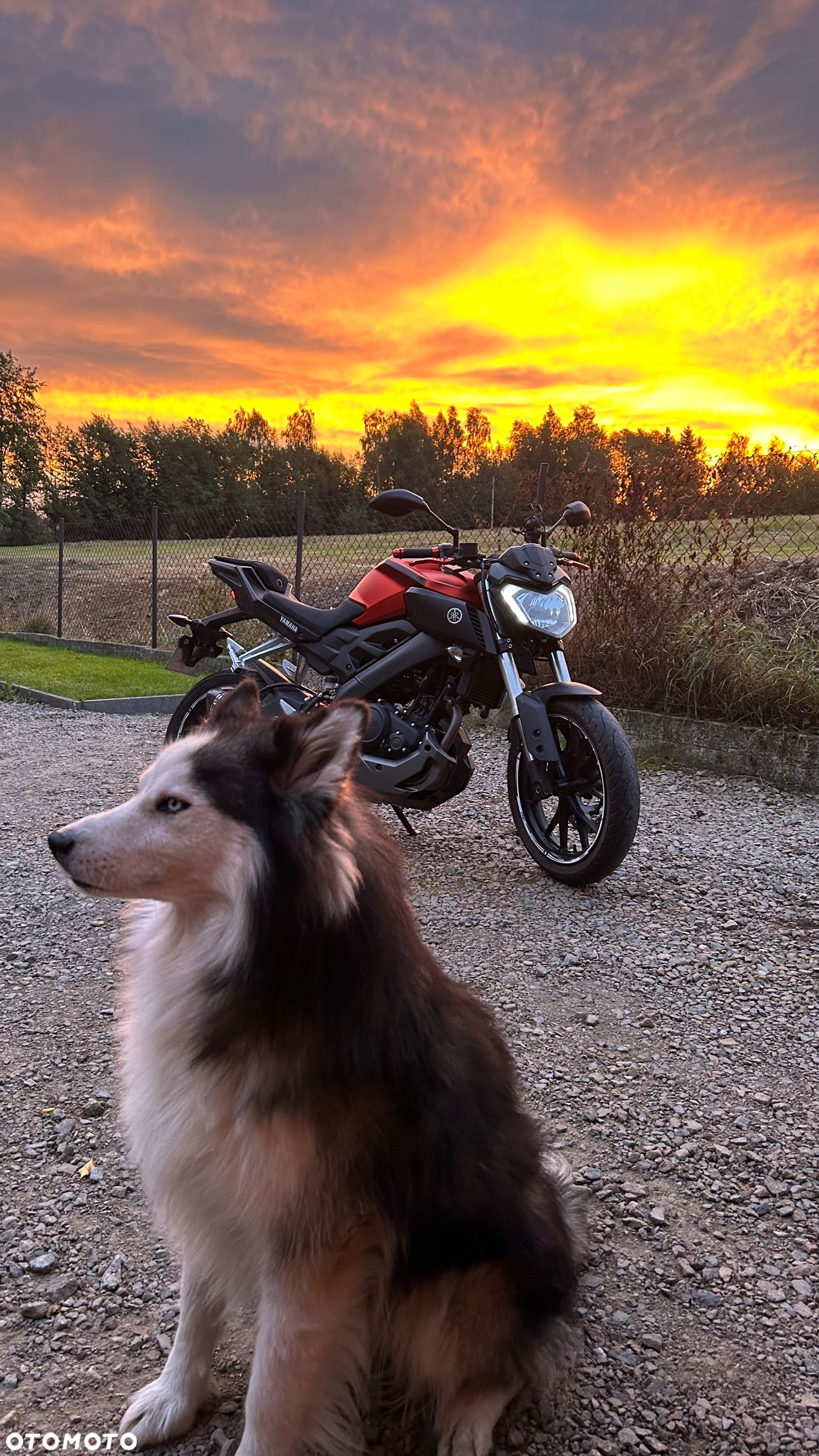 Yamaha MT - 17