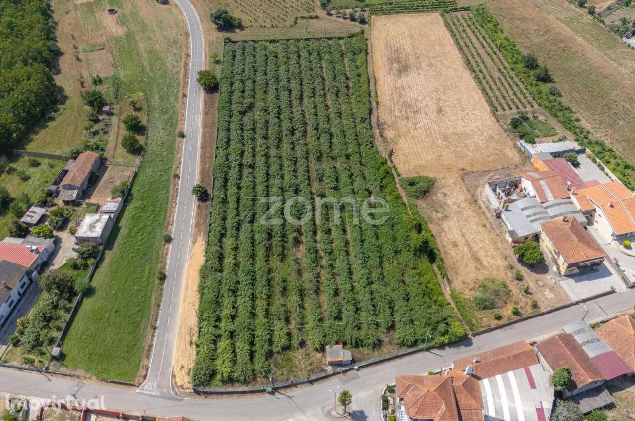 Terreno Terreno Urbanizável com Pomar Kiwis e Poço – Paredes do Bai... - Grande imagem: 2/22