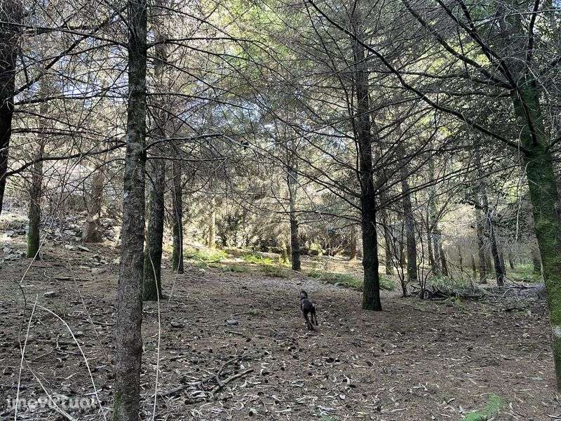 Quinta com 5hec - Serra da Lousã - Grande imagem: 2/11