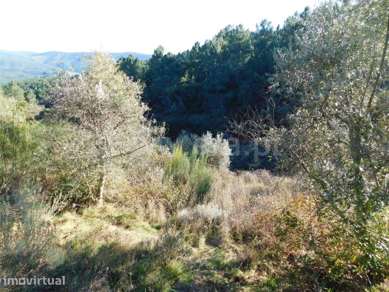 Terreno / Covilhã, Aldeia de São Francisco de Assis - Grande imagem: 4/7