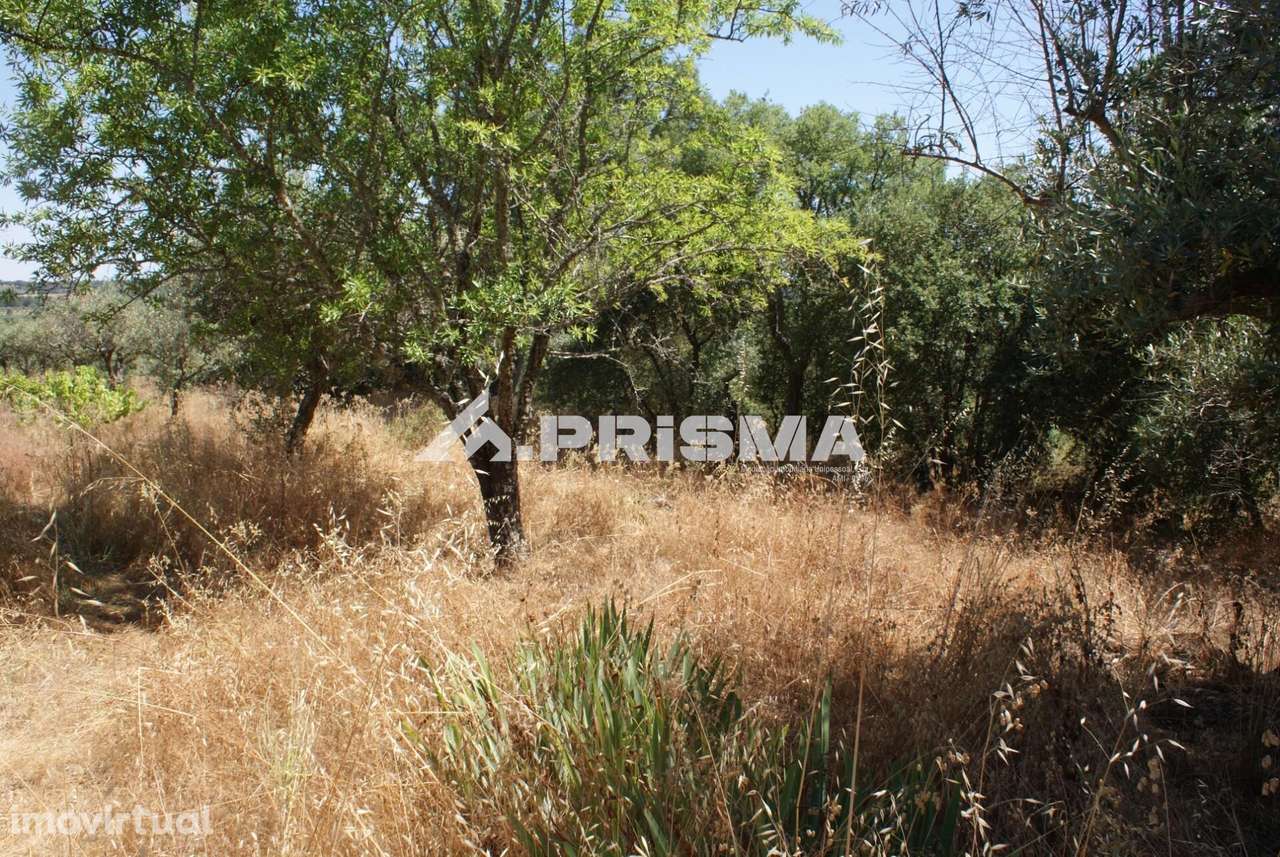 Terreno Rústico para Venda no Ninho do Açor - Grande imagem: 3/43