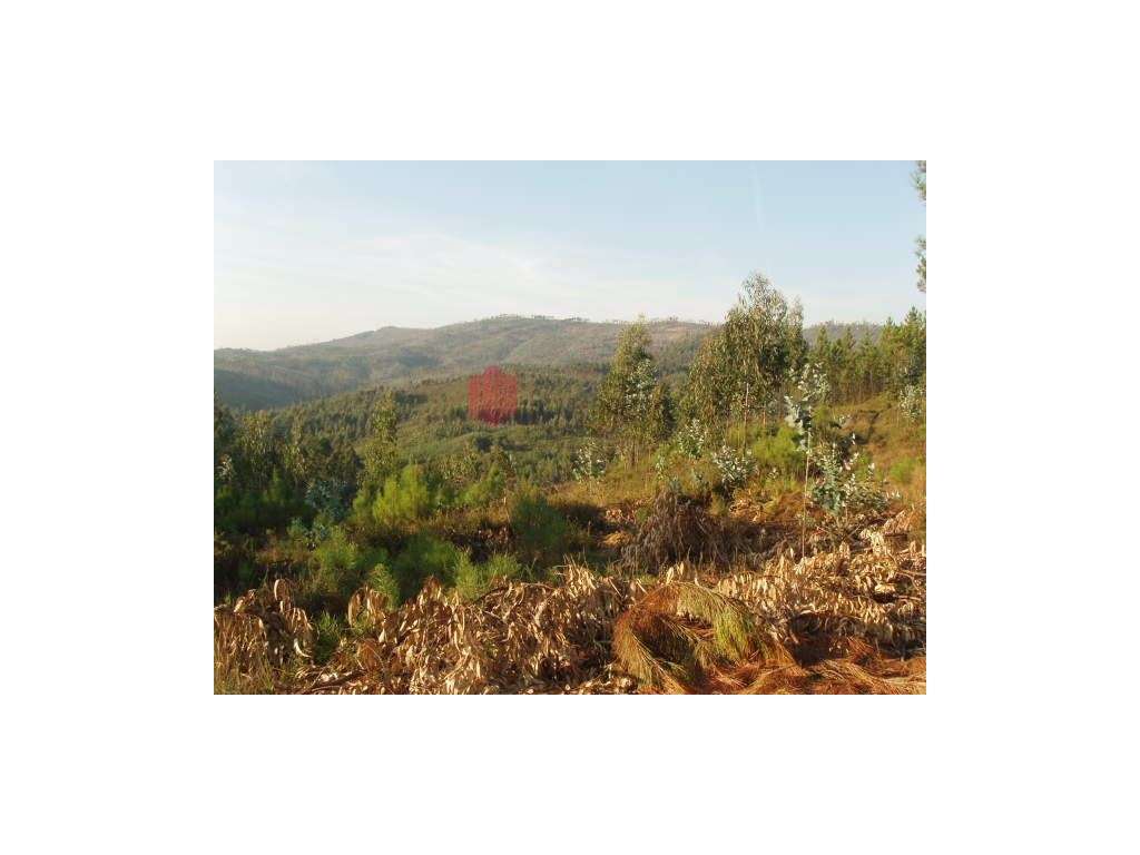 Terreno em Gondomar com 28.500m2 com 19 lotes para moradias. - Grande imagem: 5/56