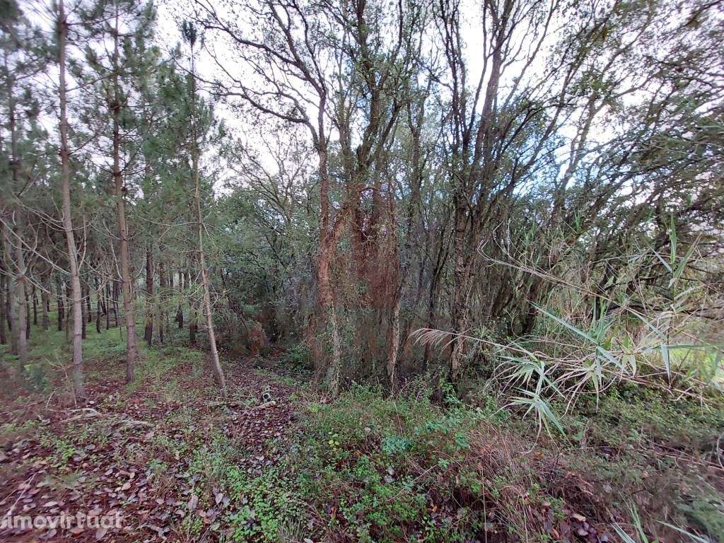 Terreno Rustico com vario tipos de árvores - Grande imagem: 4/11