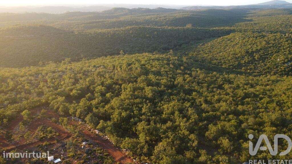 Terreno Agrícola em Freixianda, Ribeira do Fárrio e Formigais - Grande imagem: 5/37
