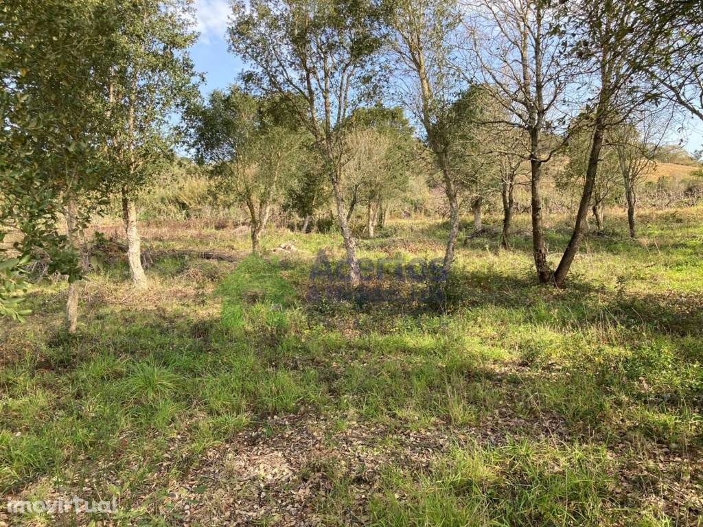 TERRENO DELGADA - BOMBARRAL - Grande imagem: 4/9