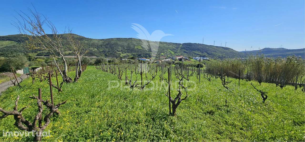 Terreno rústico Bucelas com vinha e furo - Grande imagem: 2/21