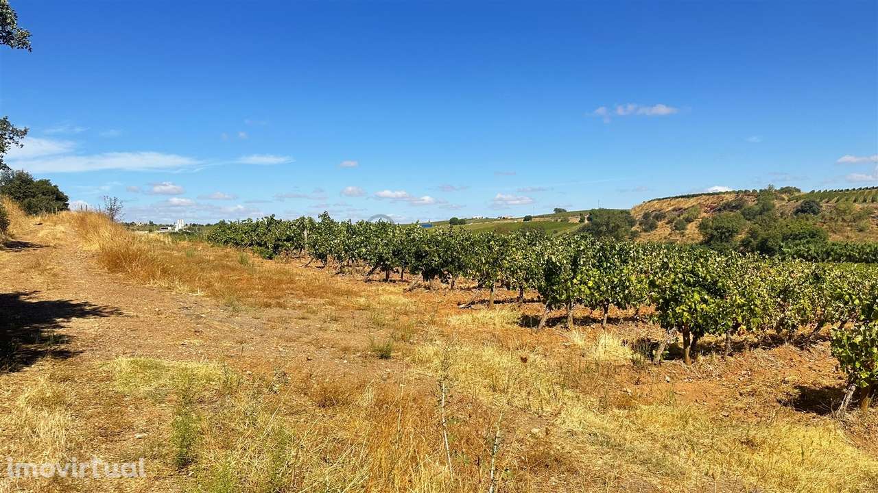 Vinha de Sequeiro Em Borba - Exclusividade no Coração do Alentejo - Grande imagem: 4/20