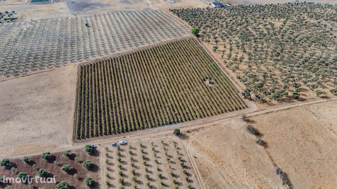VINHA | PARA VENDA | ALENTEJO - Grande imagem: 5/25