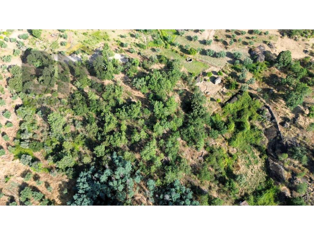 Terreno rustico com 9.320m2 para venda próximo ao Salgueiro do Campo! - Grande imagem: 5/6