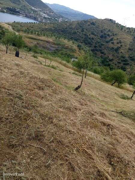 Terreno rústico no Douro - Grande imagem: 2/2