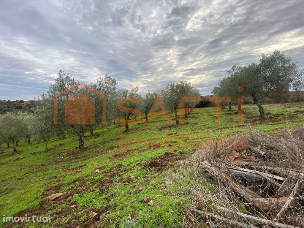 Olival de Excelência com 2,2 Hectares em Macedo de Cavaleiros - Pro... - Grande imagem: 5/32