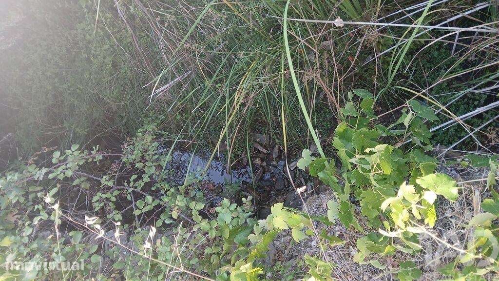 Terreno Agrícola em Sarzedas - Grande imagem: 2/29