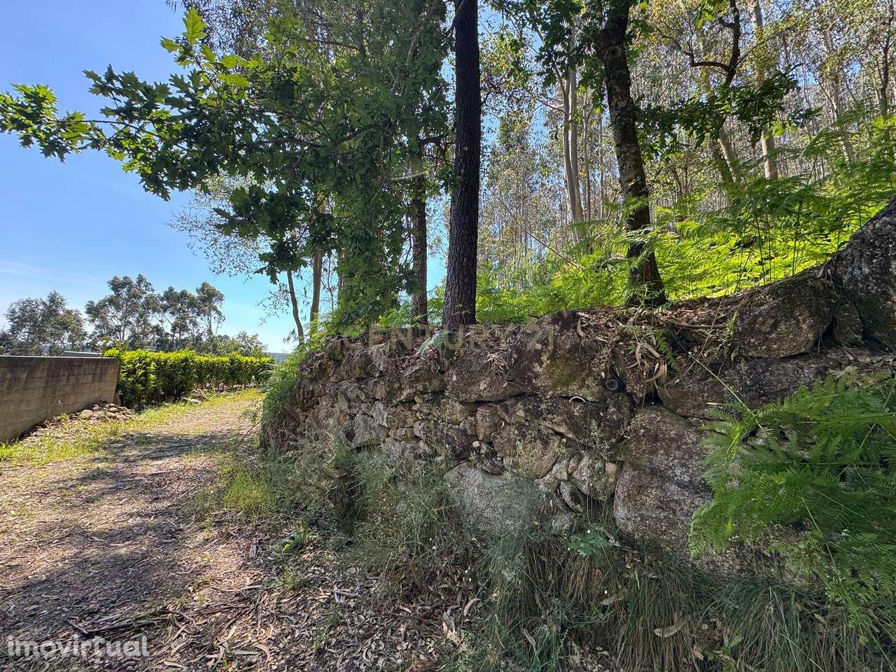 Terreno com 8000m2 em  Vila Cova - Grande imagem: 2/19