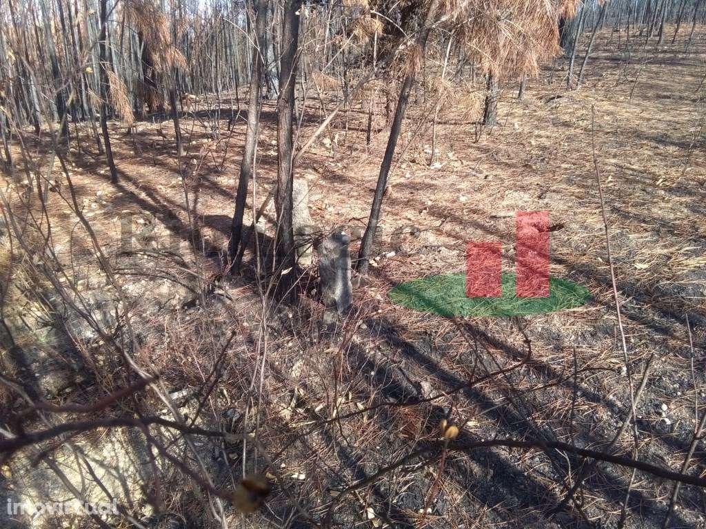 Terreno Rústico Cardigos ***RIOMAGIC*** - Grande imagem: 2/7