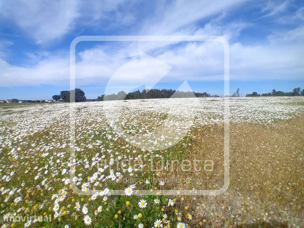 Quinta com 110.000 m2 junto à Nacional 10 - Com Armazém e Furo Lice... - Grande imagem: 5/27
