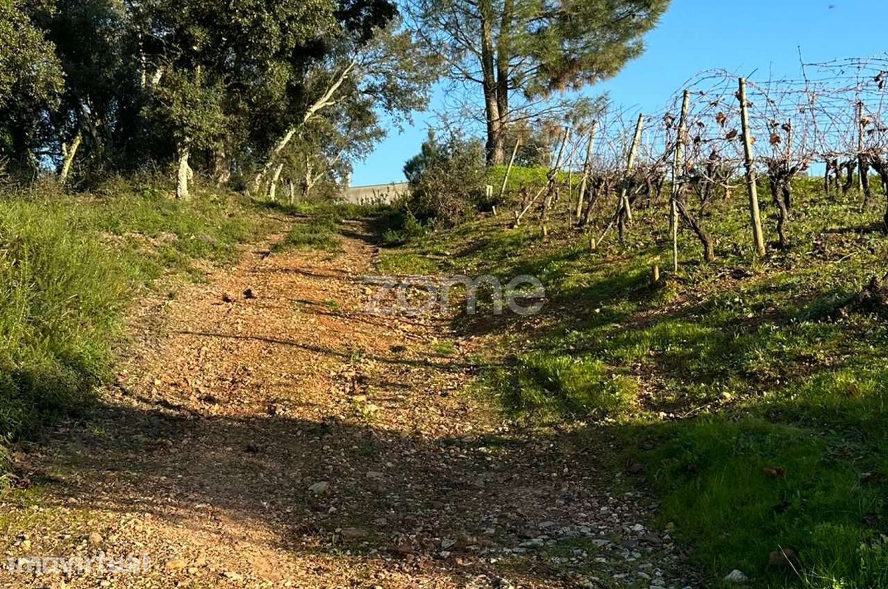 Terreno de Vinha 1652m2 em Anadia - Grande imagem: 3/15