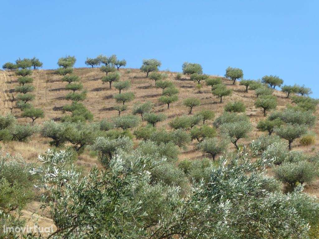 140.000 m2 de Olival. Portugal, Barca DAlva, Figueira C. R. - Grande imagem: 5/9