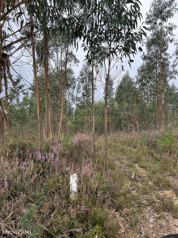 Terreno Rustico com Eucaliptal | Negociável - Grande imagem: 2/7