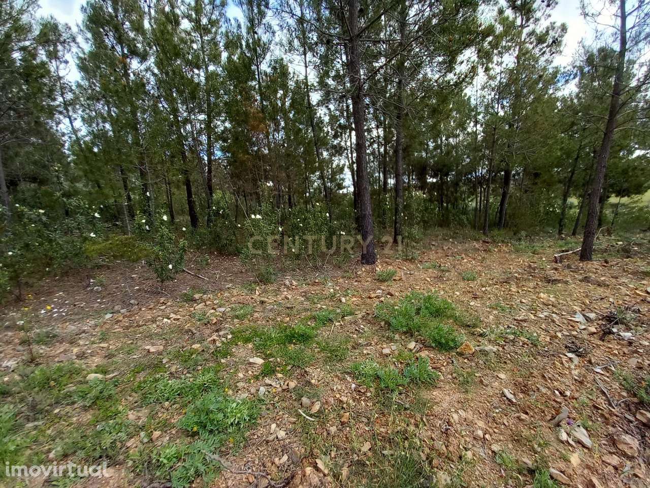 Terreno Rustico Ninho do Açor - Grande imagem: 5/19