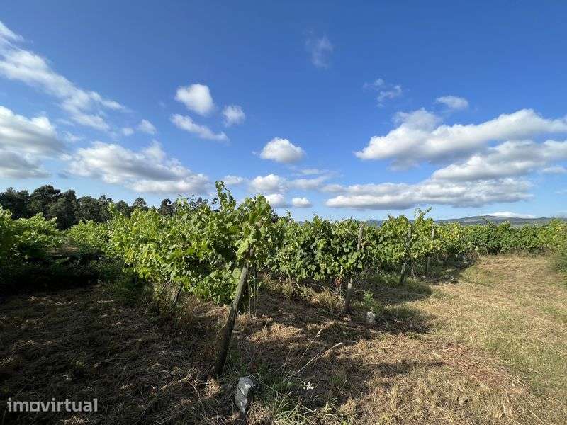 Quinta em Valença - Grande imagem: 5/12
