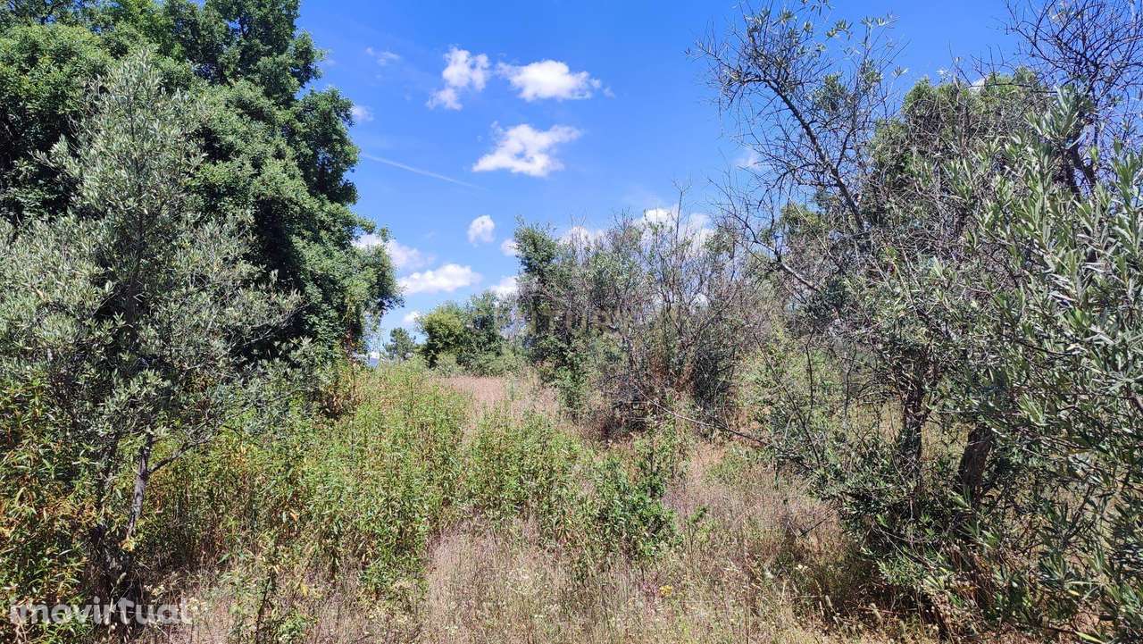 Terrenos Rústicos com 6250 m2, Ninho do Açor , Castelo Branco - Grande imagem: 5/10