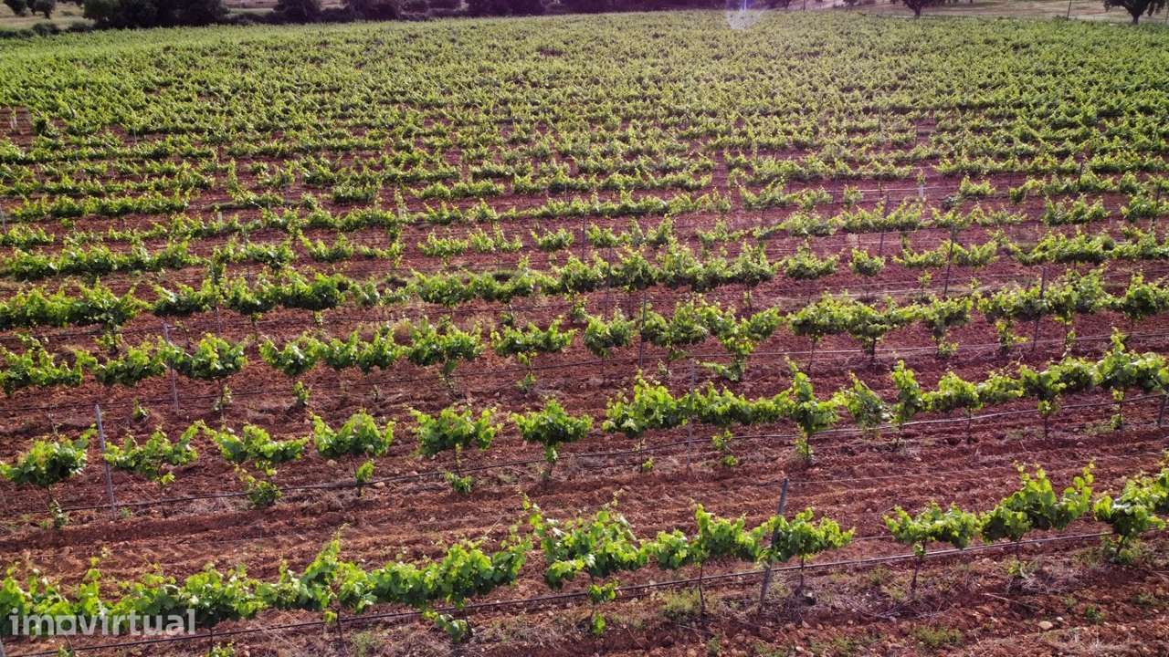 Herdade dos Barros em Terena: Terreno com 9,1 ha, Vinha Ativa e Viabil - Grande imagem: 3/18