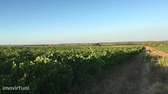 Vinha com 33ha - Grande imagem: 4/14