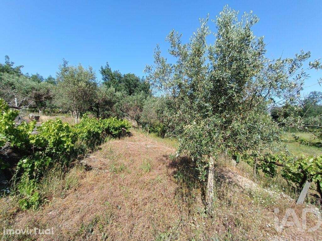 Terreno Agrícola em Moimenta da Serra e Vinhó de 2126,00 m2 - Grande imagem: 5/24