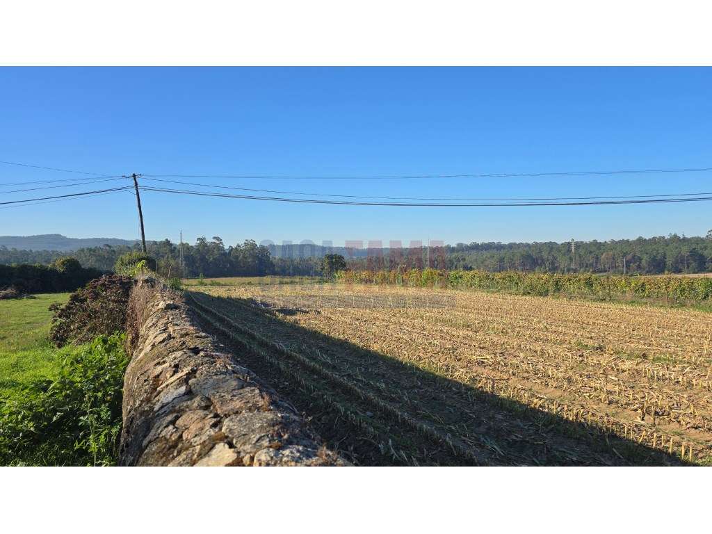 Terreno de Construção com 5.000 m² em Parada, Vila do Conde - Grande imagem: 5/13