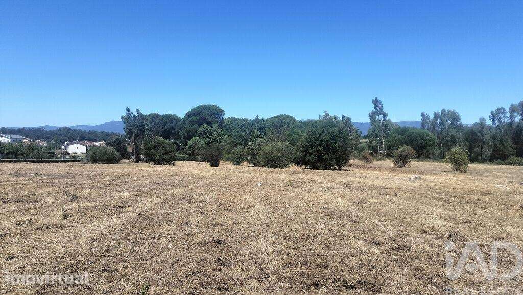 Terreno Agrícola em Canas de Santa Maria - Grande imagem: 5/40