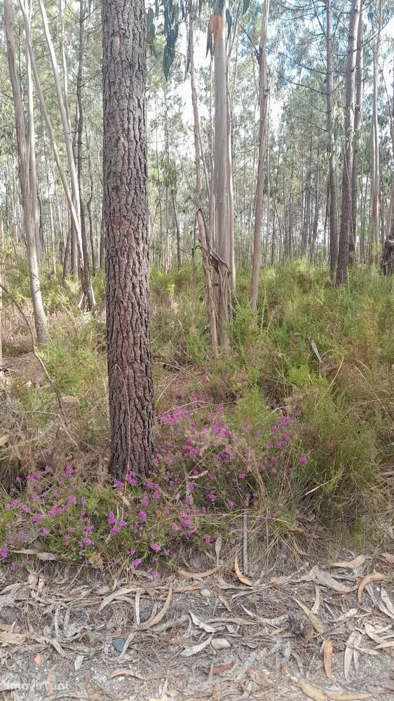 Terreno Rústico em Casal Galego - Grande imagem: 2/5