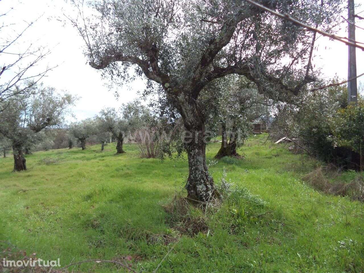 Terreno Rústico / Fundão, Vales Pêro Viseu - Grande imagem: 5/8