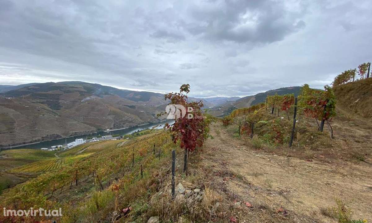 Vinha no Douro 7000m² - Vila Seca - Grande imagem: 2/13