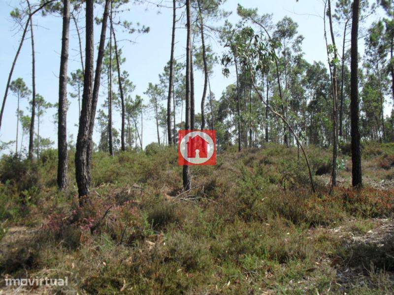 Terreno de 30.500m2 com 2 artigos em Rates - Grande imagem: 3/9