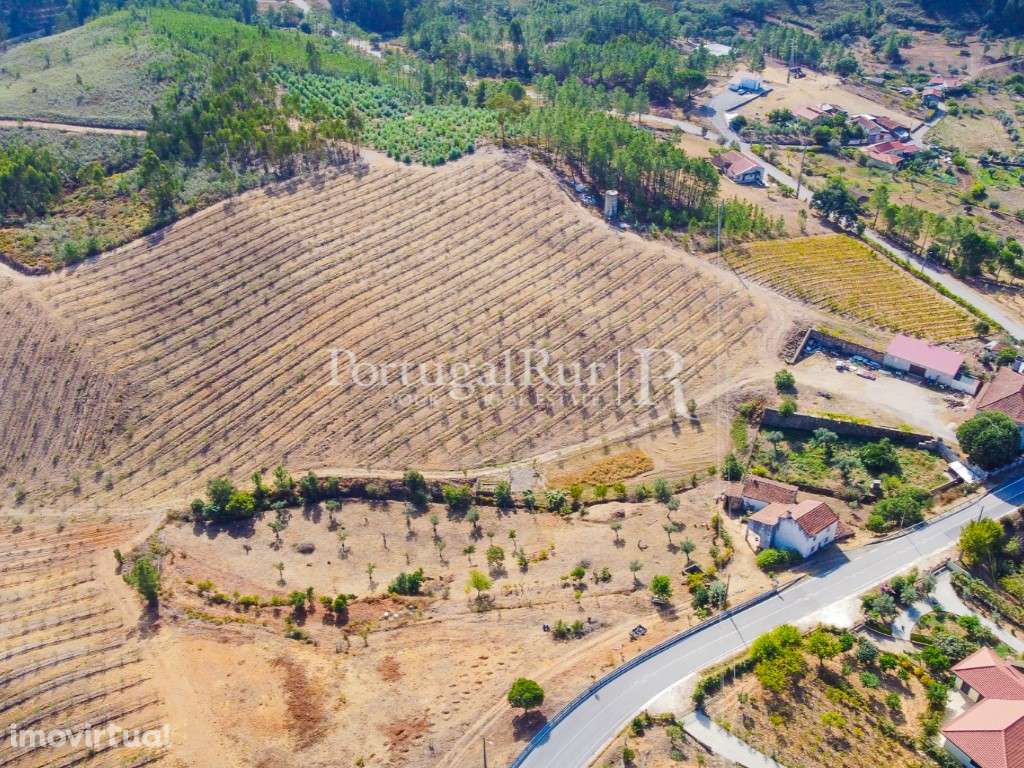 Quinta com 15 hectares de Olival e casa para recuperar em Mação - Grande imagem: 2/56
