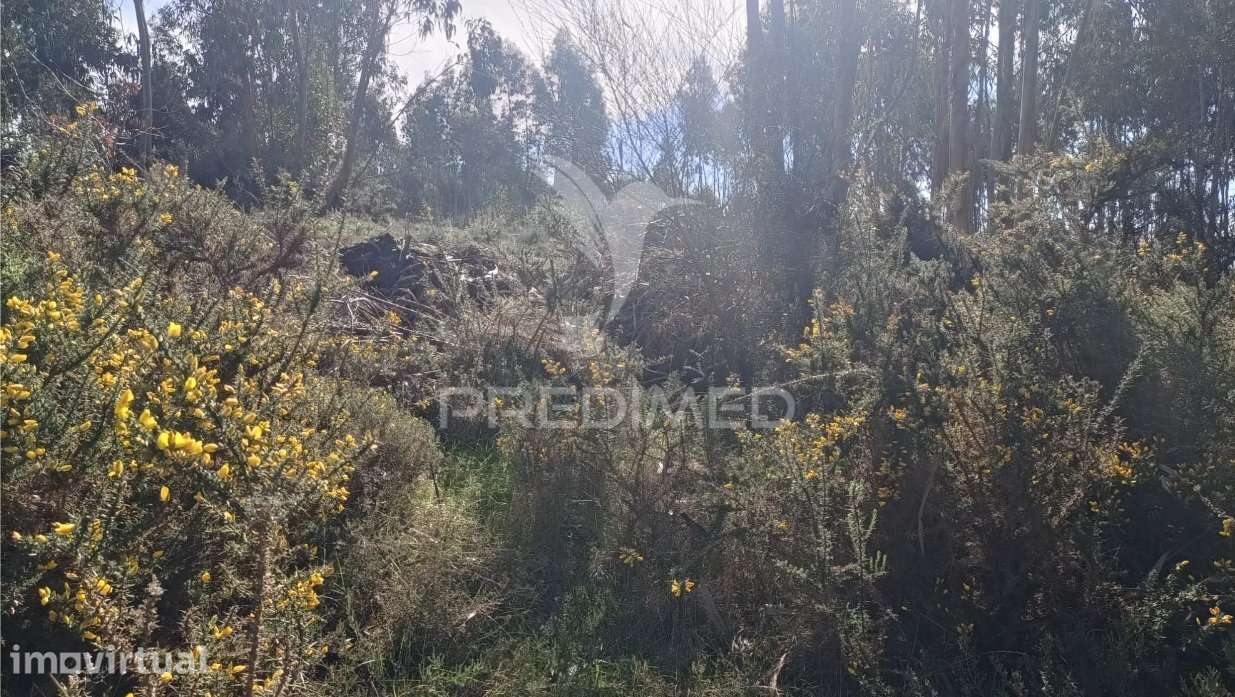 Terreno florestal para venda, em Nogueira - Maia - Grande imagem: 4/11