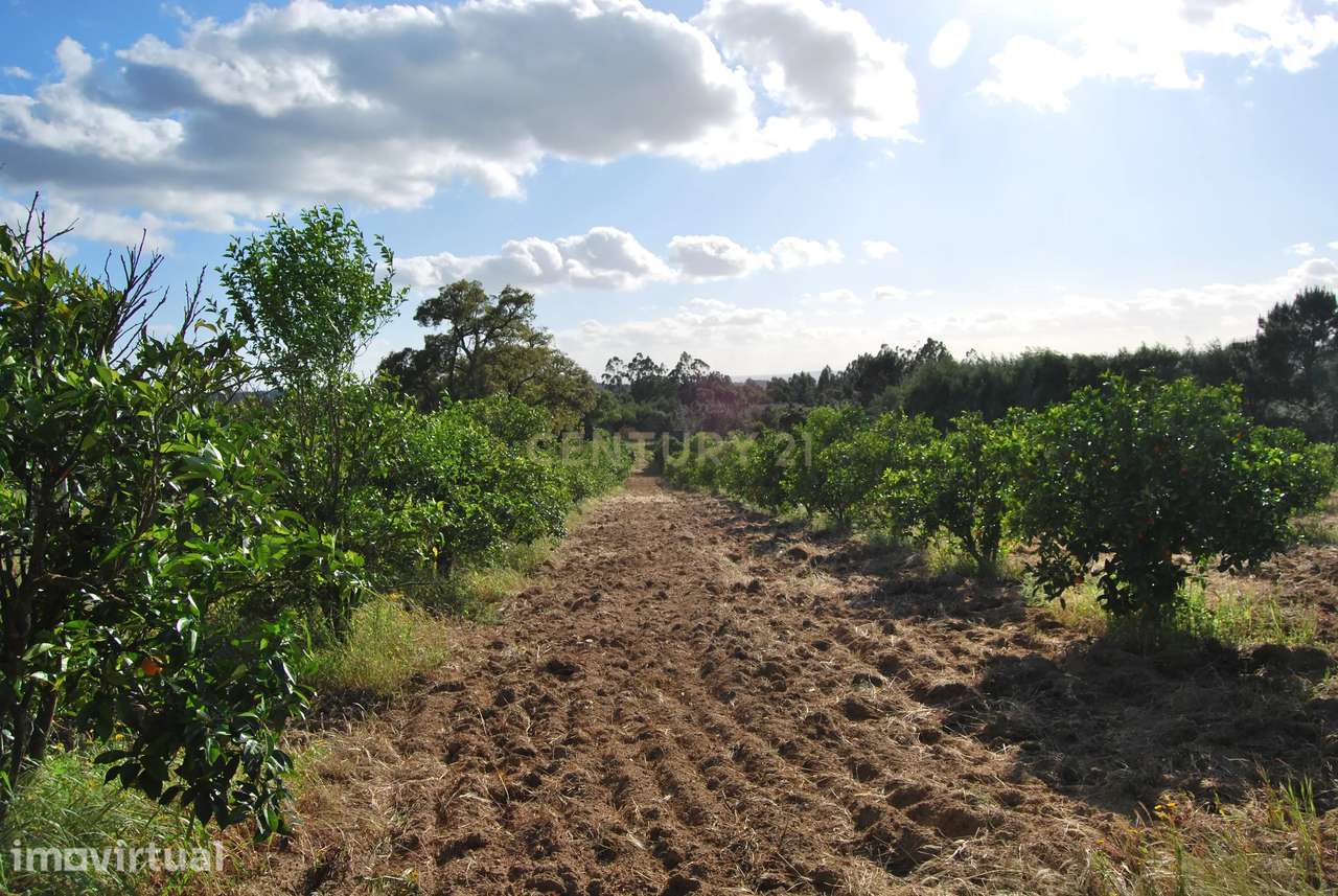 Terreno rústico 28200m2 em Vale do Junco, Chamusca, Golegã - Grande imagem: 4/40