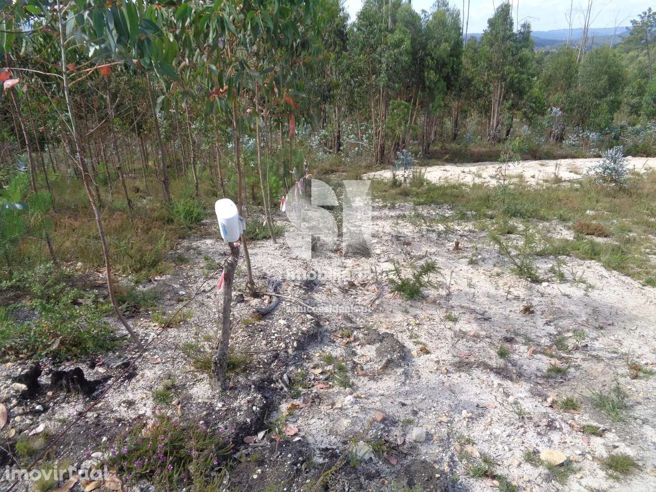 Terreno em Vila nova de poiares - Grande imagem: 3/12