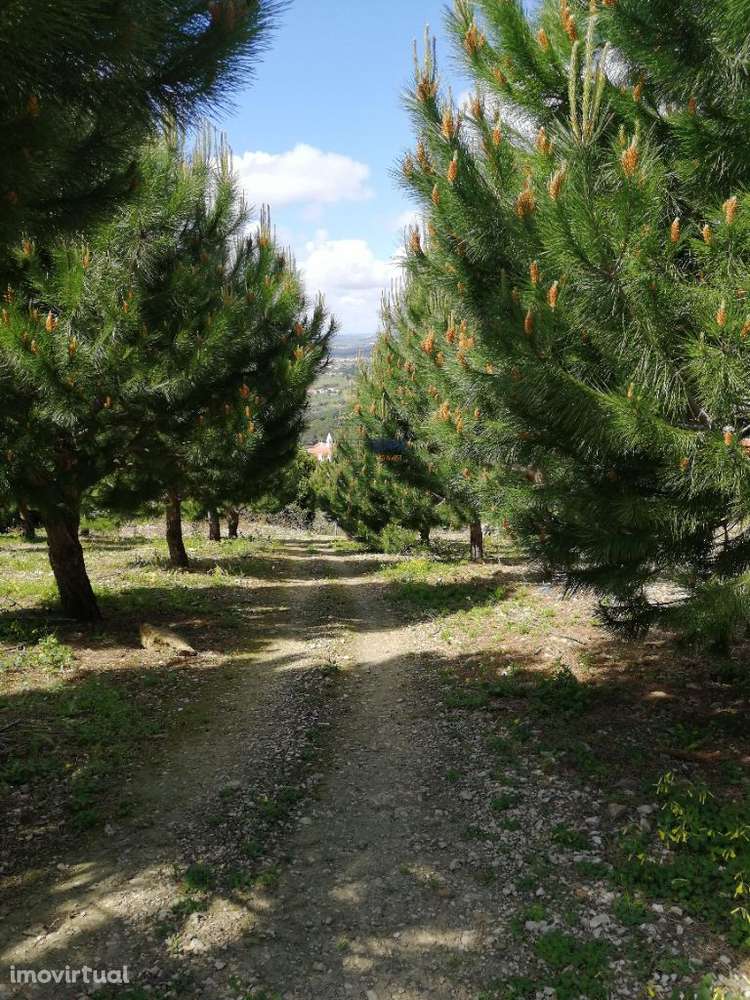 Terreno Misto com área total 7040 m2 Cadaval - Grande imagem: 2/7