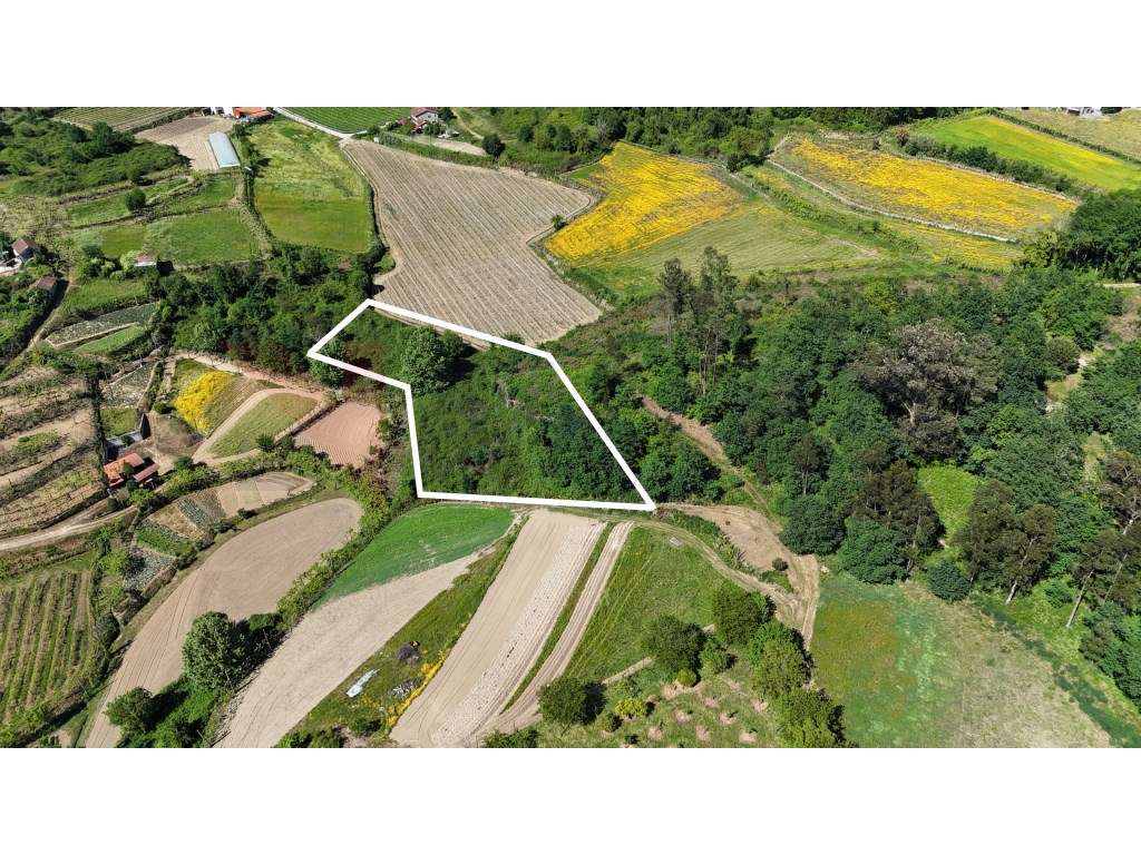 Moradia para Restauro com Terrenos Agrícolas e Pinhal - Grande imagem: 3/7